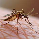 Pest Control Services in Chennai