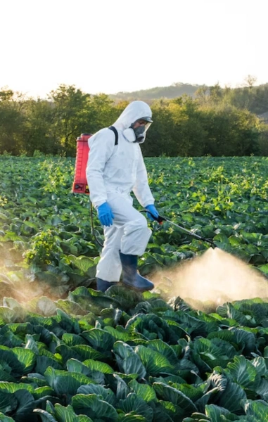 Pest Control Services in Mylapore