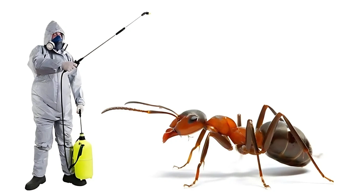 Ant Pest Control Services in Mylapore