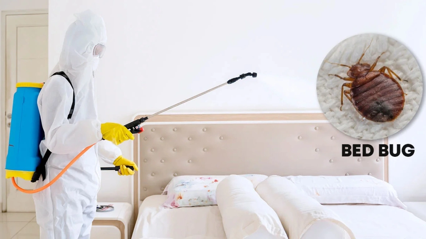 Bed Bug Pest Control Services in Mylapore