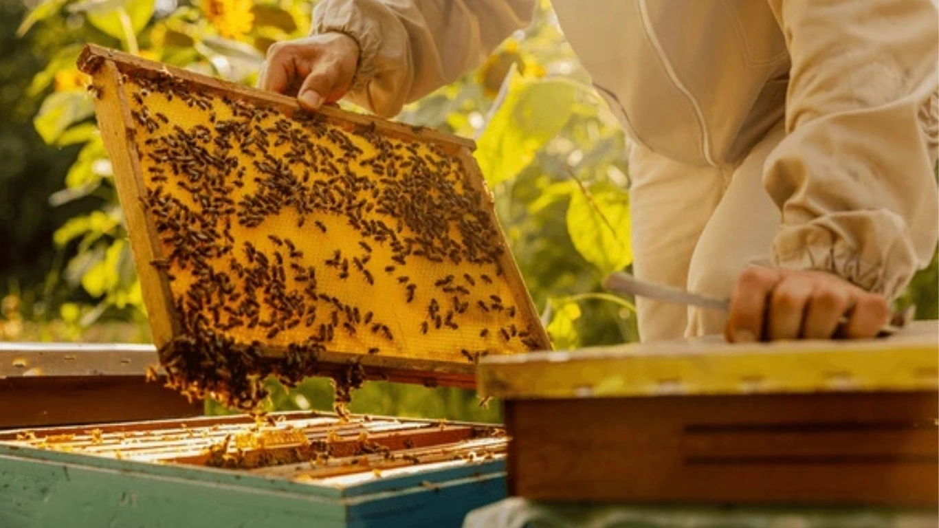 Honey Bee Pest Control Services in Mylapore