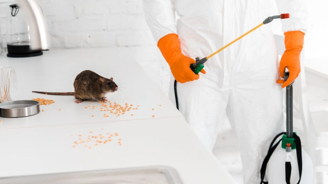Rat Pest Control Services in Mylapore